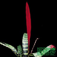 Bromeliad Vriesea Splenriet